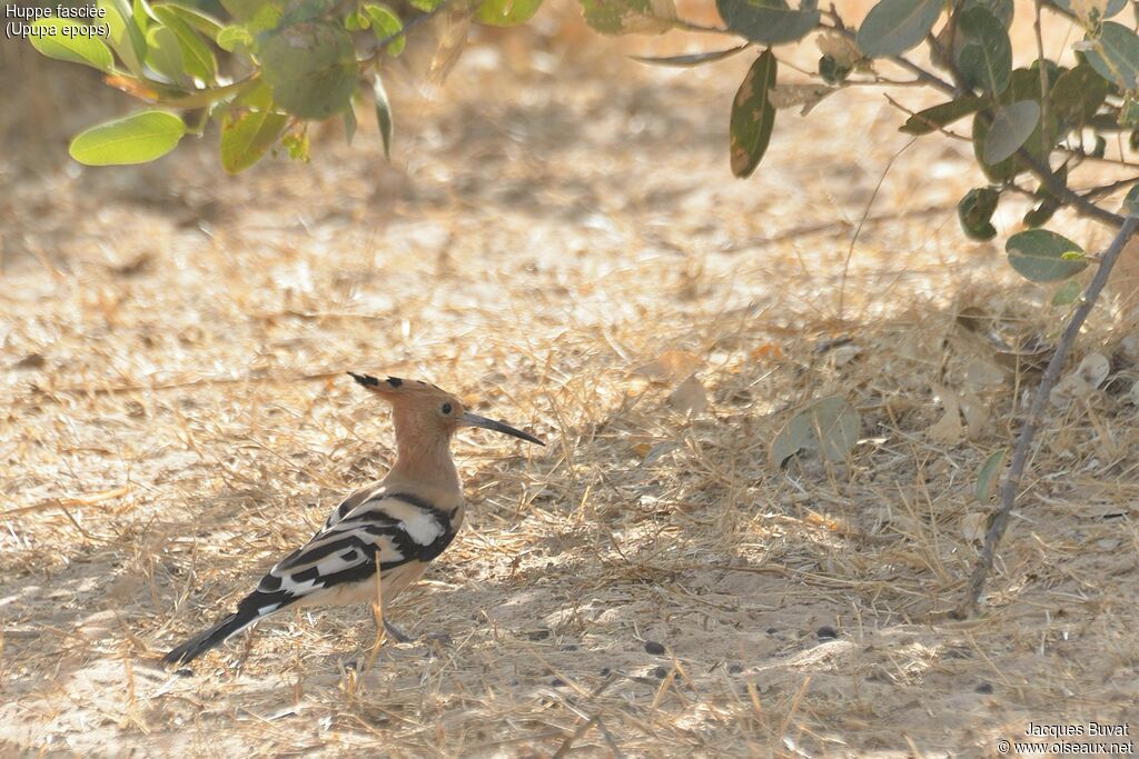 Eurasian Hoopoeadult