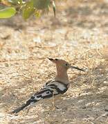 Eurasian Hoopoe