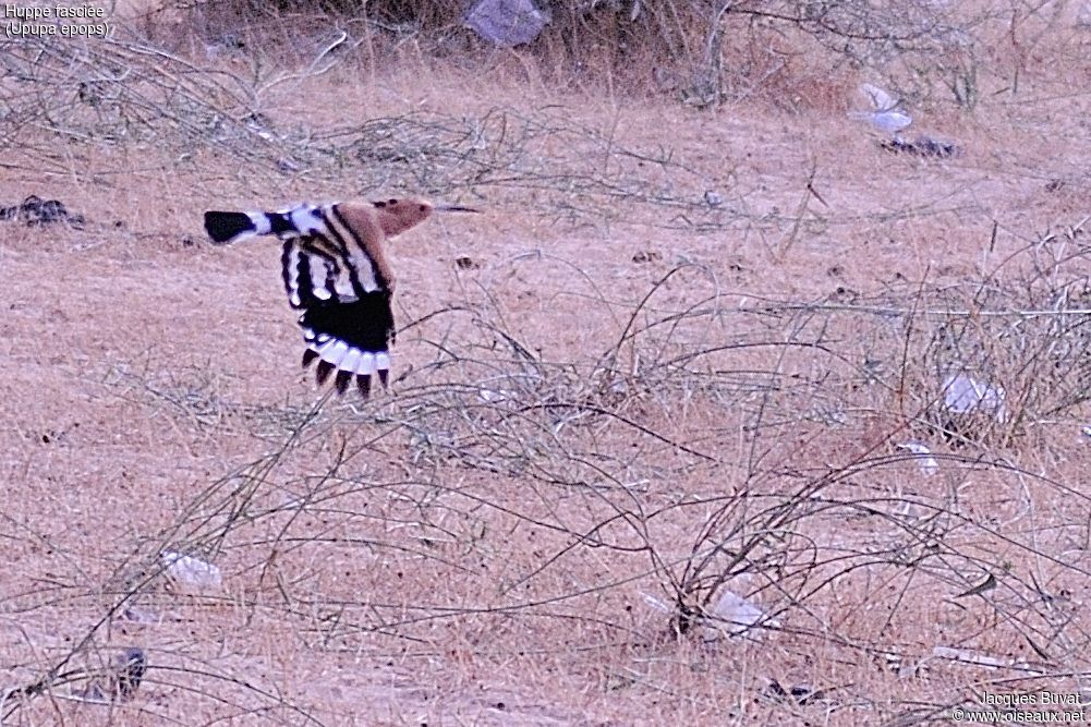 Eurasian Hoopoeadult, identification, close-up portrait, habitat, aspect, pigmentation, Flight