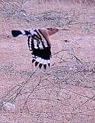 Eurasian Hoopoe