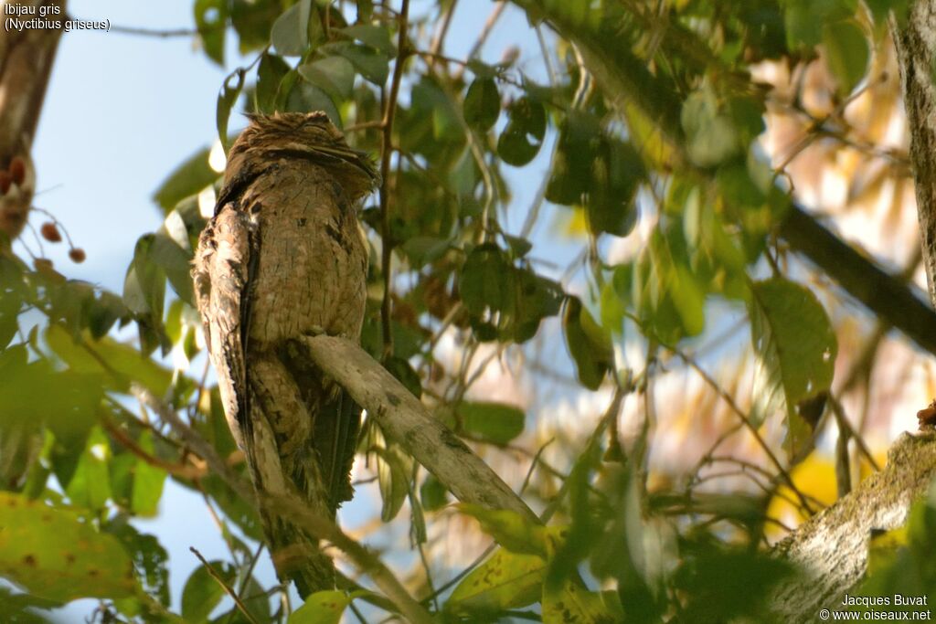 Common Potoo