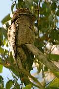 Common Potoo