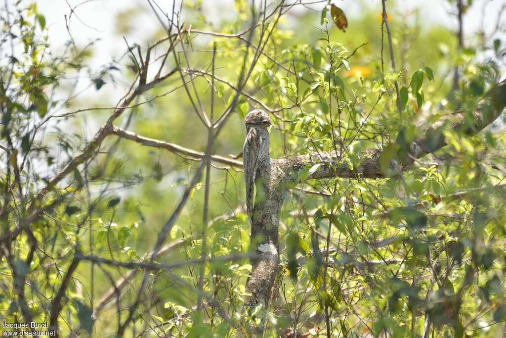 Common Potooadult, habitat