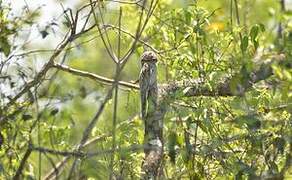 Common Potoo