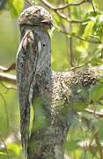 Common Potoo