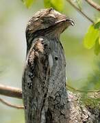 Common Potoo