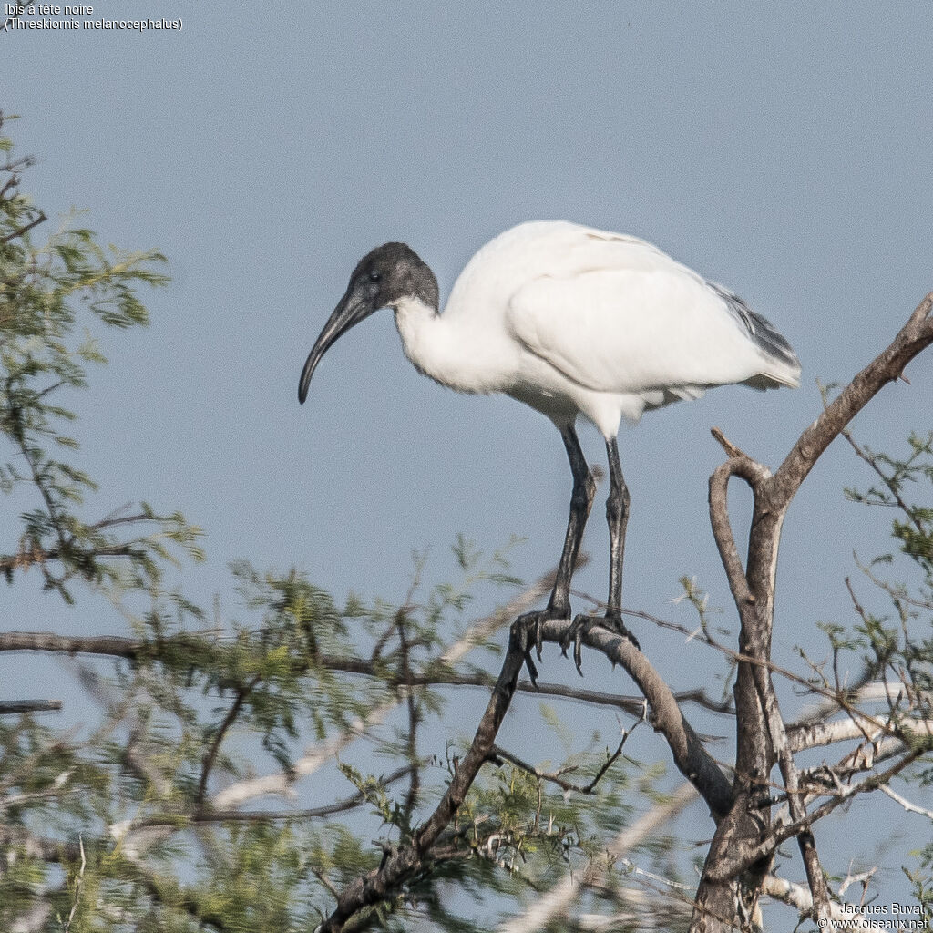 Ibis à tête noireadulte, identification, composition, pigmentation