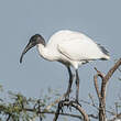 Ibis à tête noire