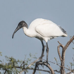 Ibis à tête noire