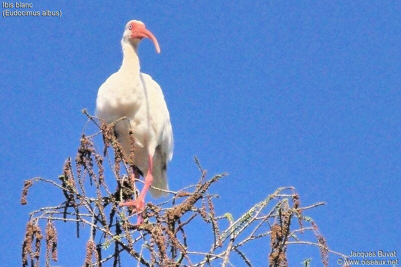 Ibis blancadulte