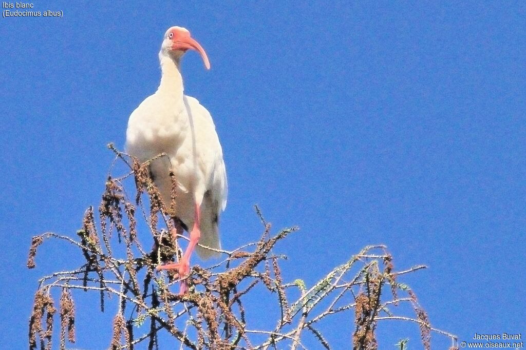 American White Ibisadult