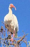 Ibis blanc