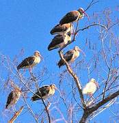 American White Ibis