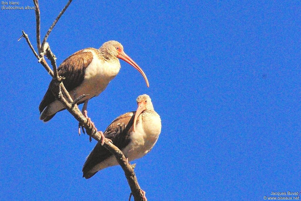 Ibis blancimmature, identification, portrait, composition, pigmentation