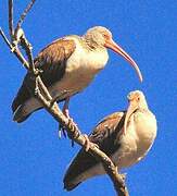 American White Ibis