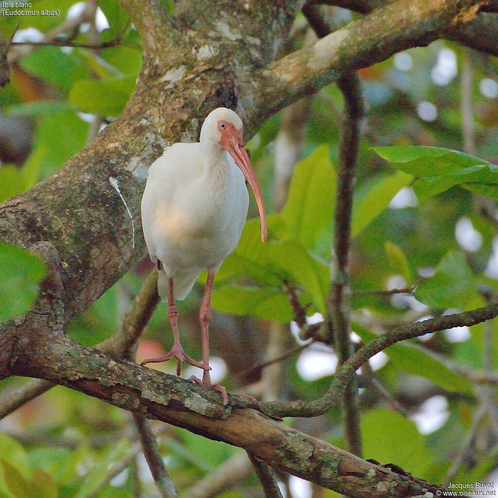 Ibis blancadulte, habitat, composition, pigmentation