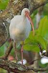 Ibis blanc