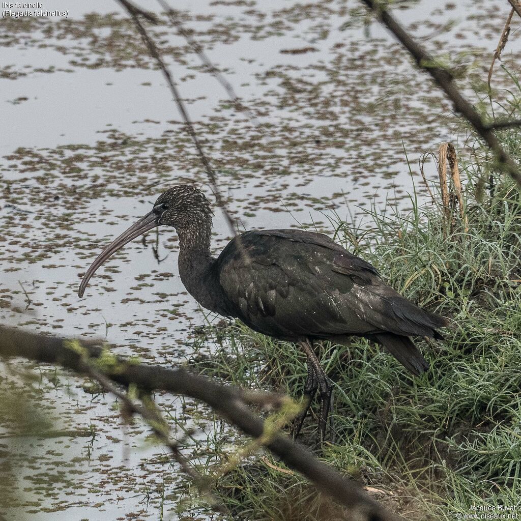 Ibis falcinelleadulte internuptial, habitat, composition, pigmentation, pêche/chasse