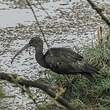 Ibis falcinelle