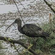 Glossy Ibis