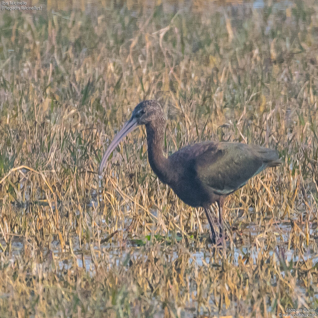 Ibis falcinelleadulte nuptial, habitat, composition, pigmentation