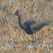 Glossy Ibis