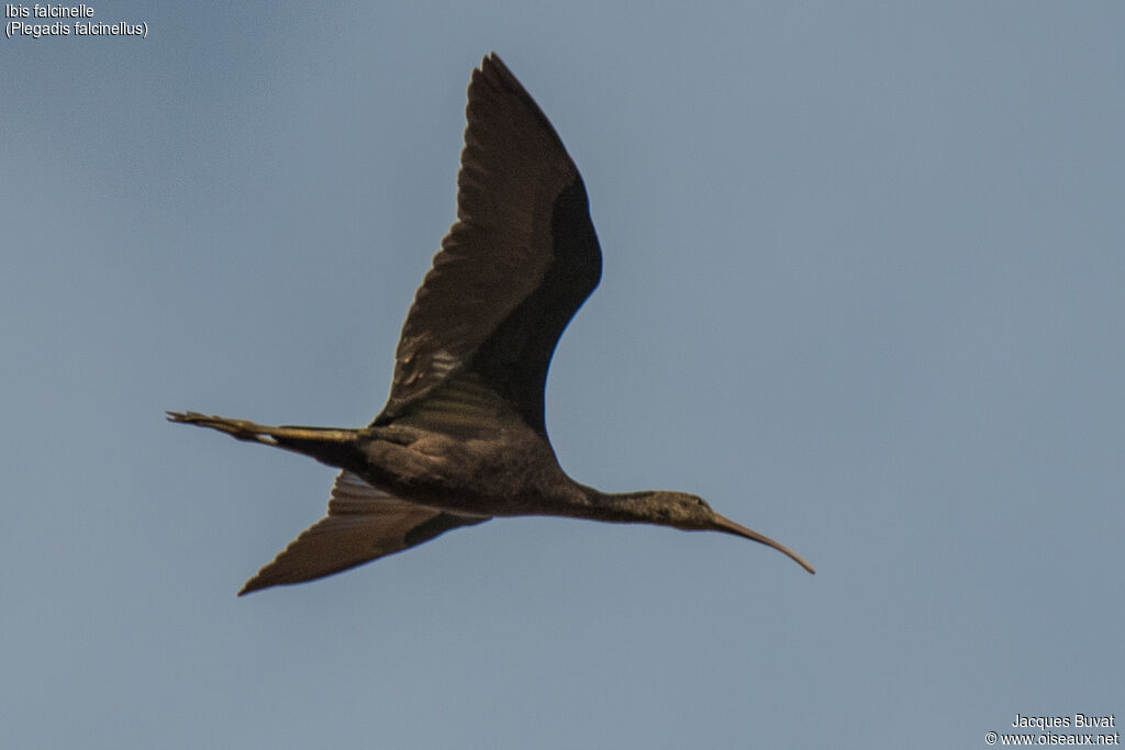 Glossy Ibisadult, aspect, pigmentation, Flight