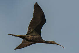 Glossy Ibis