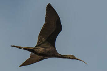 Ibis falcinelle