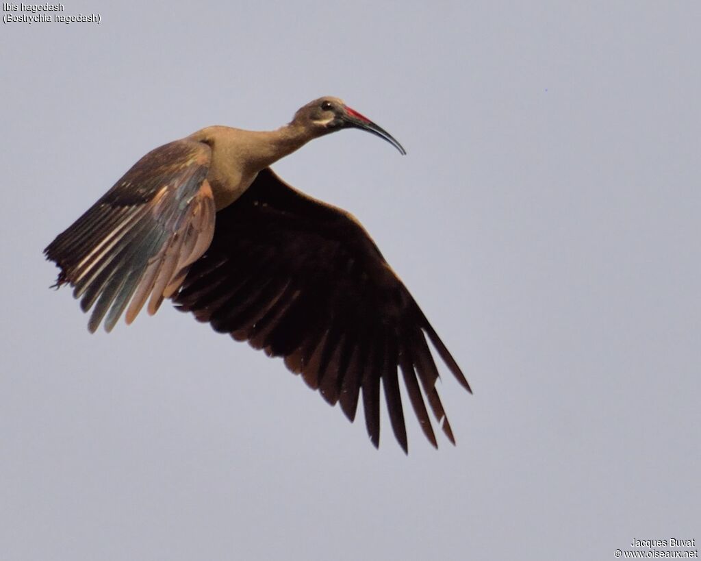 Hadada Ibis