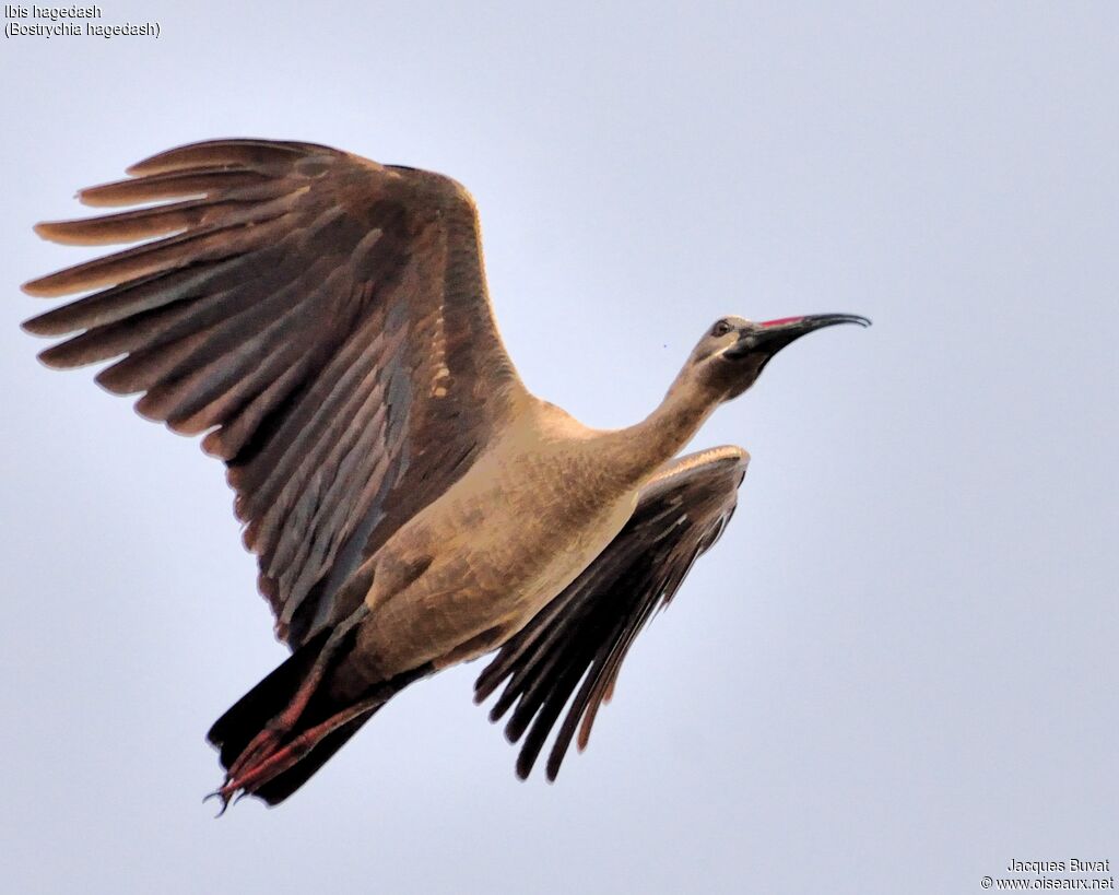 Hadada Ibis