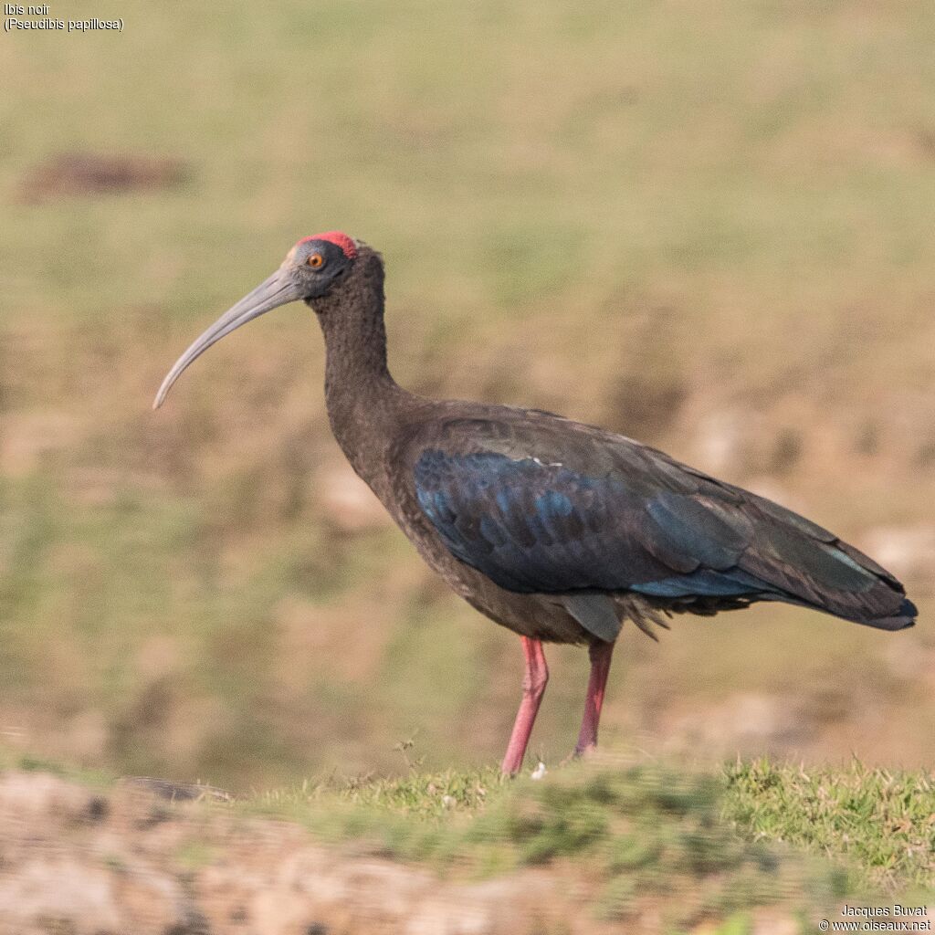 Ibis noiradulte, identification, composition, pigmentation