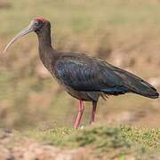 Red-naped Ibis