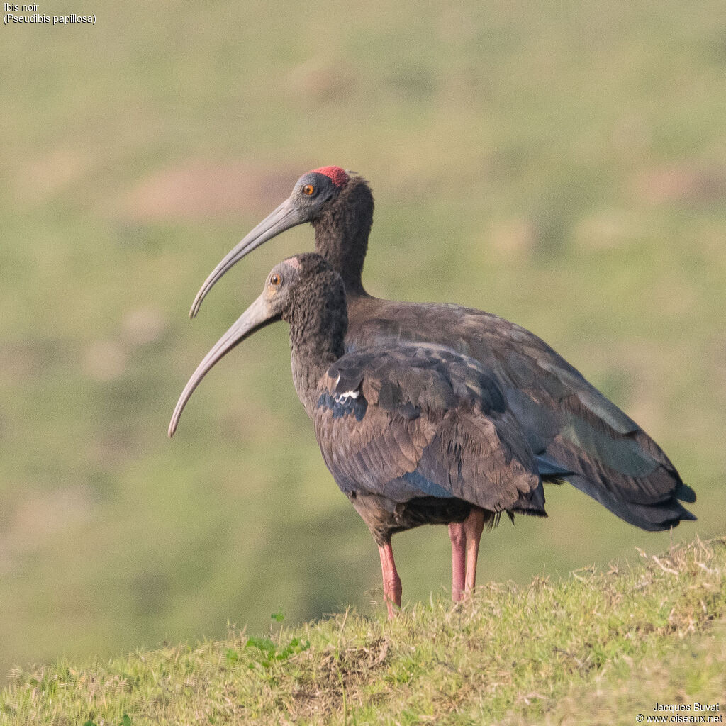 Red-naped Ibis, close-up portrait, aspect, pigmentation