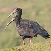 Red-naped Ibis