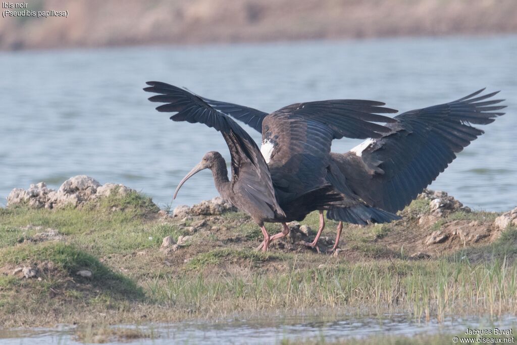 Ibis noirimmature, composition, pigmentation, Vol