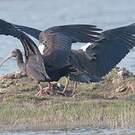 Ibis noir