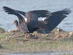 Red-naped Ibis