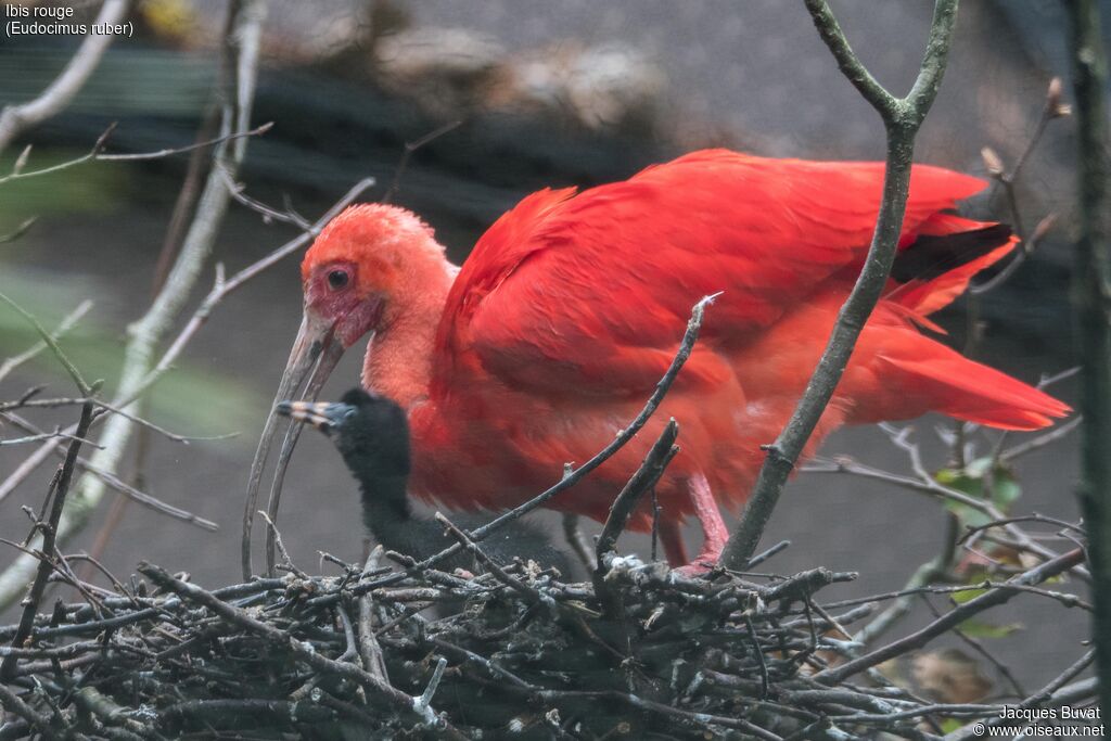 Scarlet Ibis