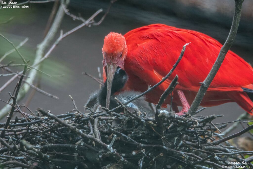 Scarlet Ibis, aspect, pigmentation, eats, Reproduction-nesting, Behaviour