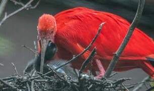 Scarlet Ibis