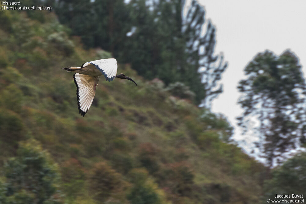 Ibis sacréadulte