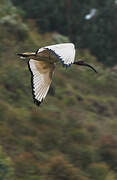 African Sacred Ibis