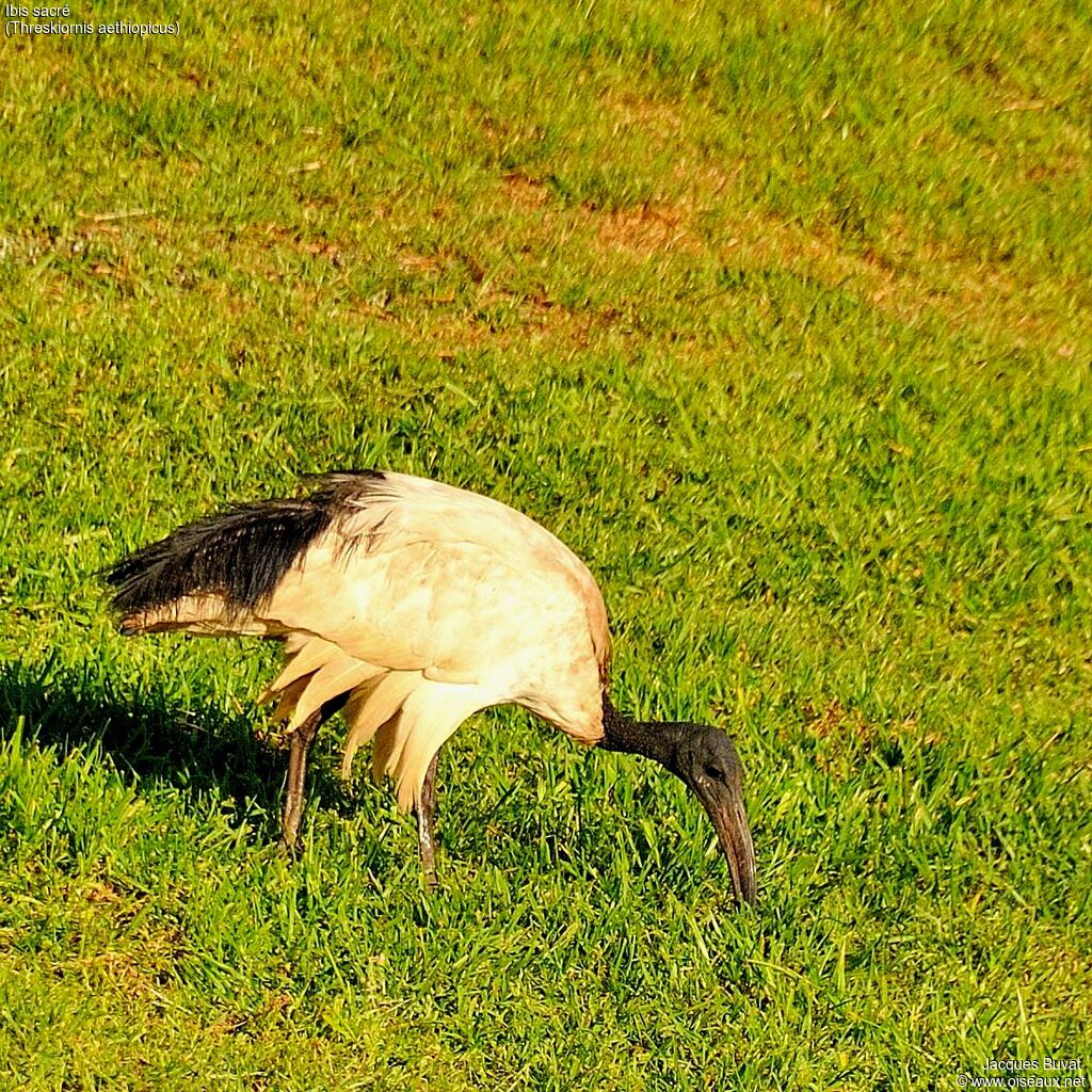 African Sacred Ibisadult