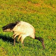 African Sacred Ibis