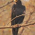 Aigle de Verreaux