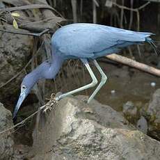 Aigrette bleue