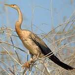 Anhinga d'Afrique