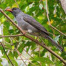 Bulbul de Madagascar