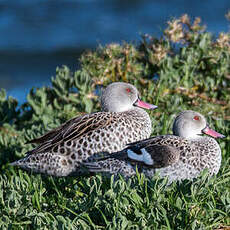 Canard du Cap